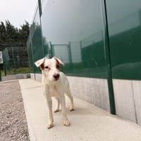 SPARROW, chien à adopter