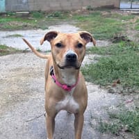BAÏKA CHAO, chienne à adopter