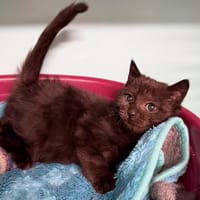 HALLEBARDE, chatte à adopter