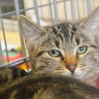 Bora CAB6414, chatte à adopter