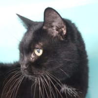 Noisette, chatte à adopter