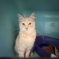 carambar, chat à adopter