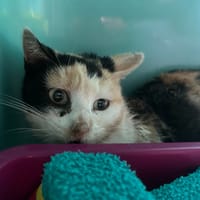 Babylone, chatte à adopter