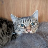 PAPYCHULO A17573, chat à adopter