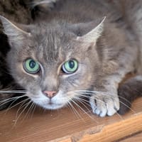 HOMER A17583, chat à adopter