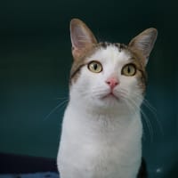 TURIN HAB17786, chat à adopter