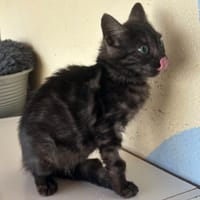 EMERAUDE A TROUVE SA FAMILLE, chatte à adopter