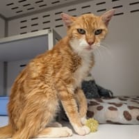 HORACIO (dit NOUGAT), chat à adopter