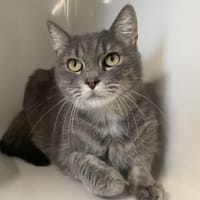 BUMBO, chat à adopter
