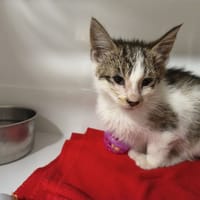 Josi, chatte à adopter