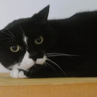 Tchoupi CAB6285, chat à adopter