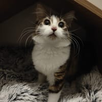 Perle, chatte à adopter