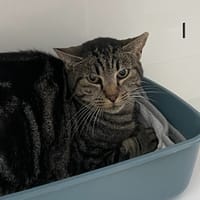 SEGUIN, chat à adopter