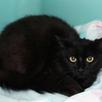 THOR PFB4231, chat à adopter