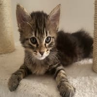 GUIZMO, chat à adopter