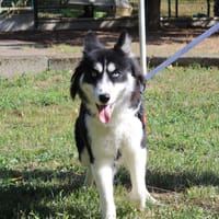TOUFFU, chienne à adopter