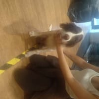 HERMES, chien à adopter