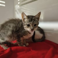 Crapule, chatte à adopter