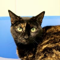 CANELLE, chatte à adopter