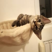 LEO, chat à adopter