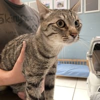 CHARLES, chat à adopter