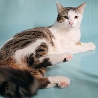 SONIC, chat à adopter