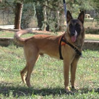 TEDDY, chien à adopter