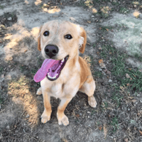 Gold, chien à adopter
