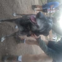 JAYA, chienne à adopter