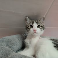 KANTA, chatte à adopter