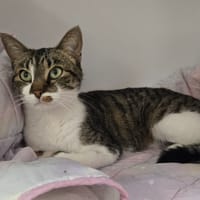 GRETA, chatte à adopter