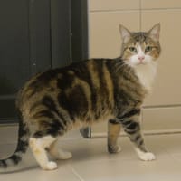 Schreck CAB6327, chat à adopter