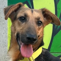 KYONA, chienne à adopter