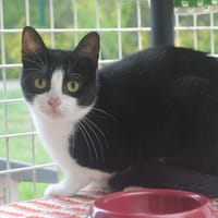 Hélène CAB6324, chatte à adopter