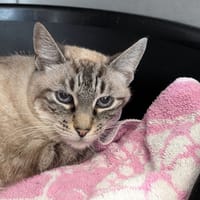 Pomponette, chatte à adopter