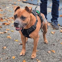 oslo, chien à adopter