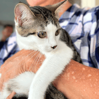 Basile, chat à adopter