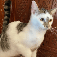 Bowie, chat à adopter