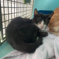 TURBO, chat à adopter