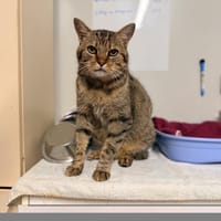 COQUINE, chatte à adopter