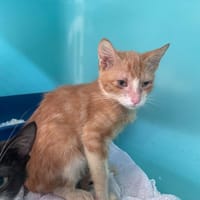 TINO, chat à adopter