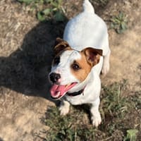 SNOOPY, chien à adopter