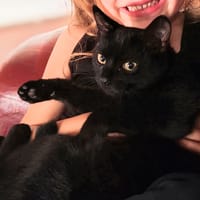 Banner, chatte à adopter