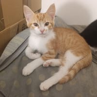 Burton, chat à adopter