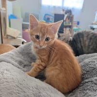 Barbouille, chat à adopter