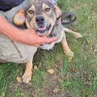 Baster, pies do adopcji
