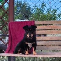 Migotka, suczka do adopcji