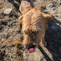 Django, pies do adopcji