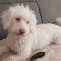 ICE, chien à adopter
