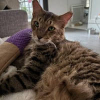 MARIO, chat à adopter